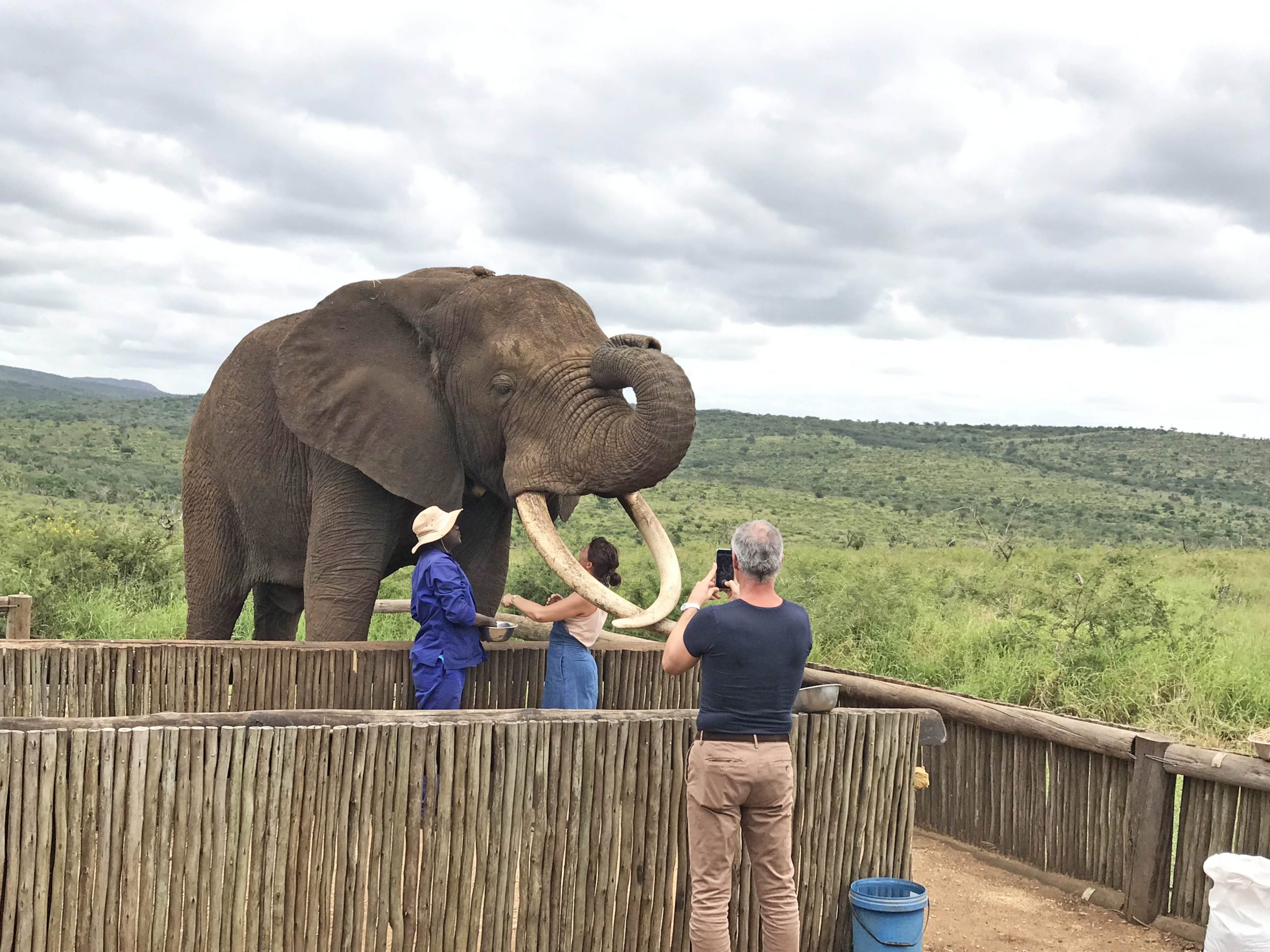 Elephant_Connections_10_NB
