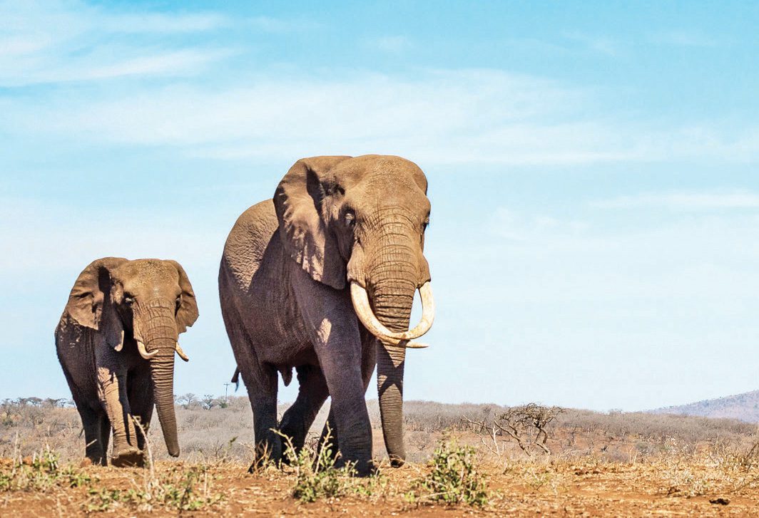 p1-image-gentle-giants