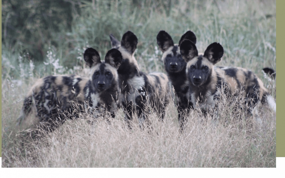 Close-up sightings of Wild Dogs this last month at Bayete Zulu!