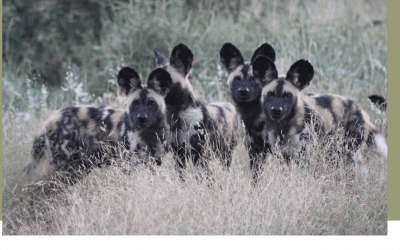 Close-up sightings of Wild Dogs this last month at Bayete Zulu!